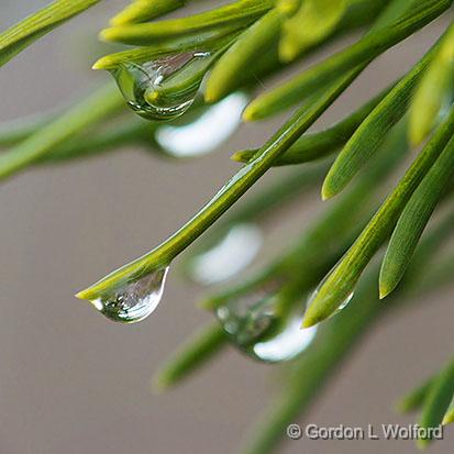 Dripping Pine Needles_DSCF01206-7.jpg - Photographed at Ottawa, Ontario, Canada.